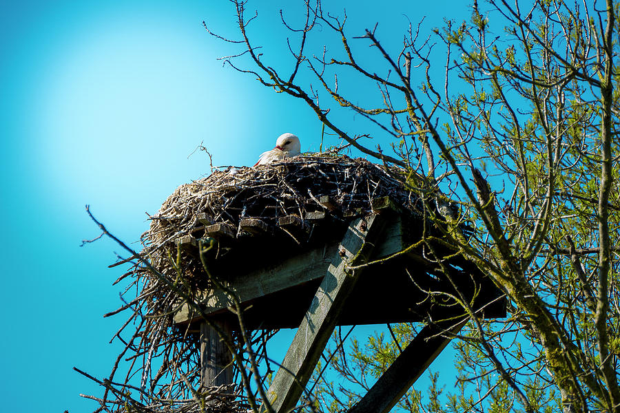 Stork Inside The Nest 20200301-31rt1 #1 Photograph by TomiRovira