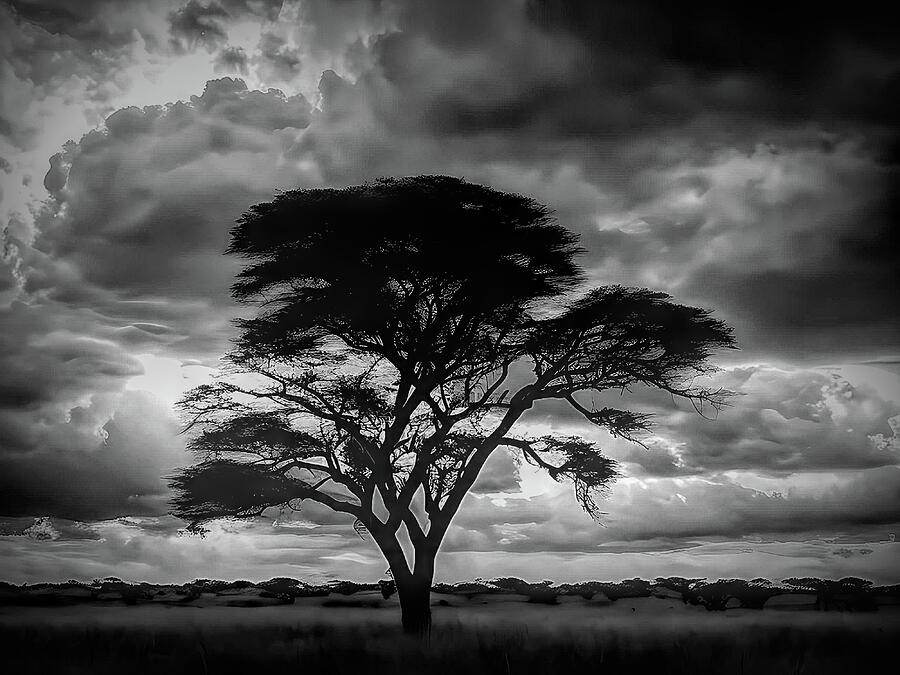 Stormy Acacia Monochrome Ai Art by AI Digital Stormy Acacia Monochrome Ai Art by AI Digital