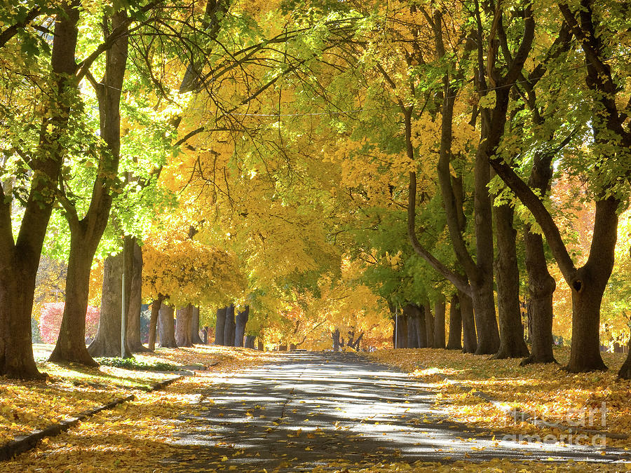 Streets of Autumn #1 Photograph by Idaho Scenic Images Linda Lantzy