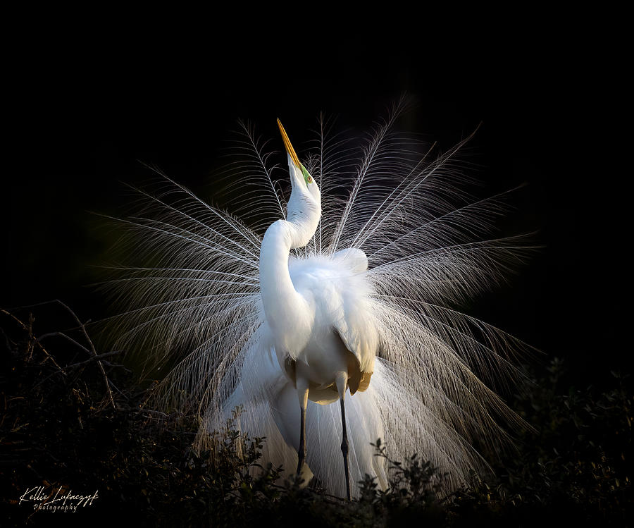 Strike a pose Photograph by Kellie Lukaczyk - Fine Art America