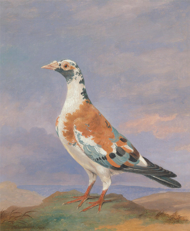Pigeon Painting - Studies of carrier pigeon  #1 by Dean Wolstenholme