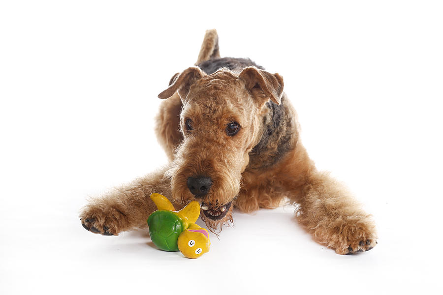 Studioaufnahme Airedale Terrier #1 Photograph by Agency Animal Picture