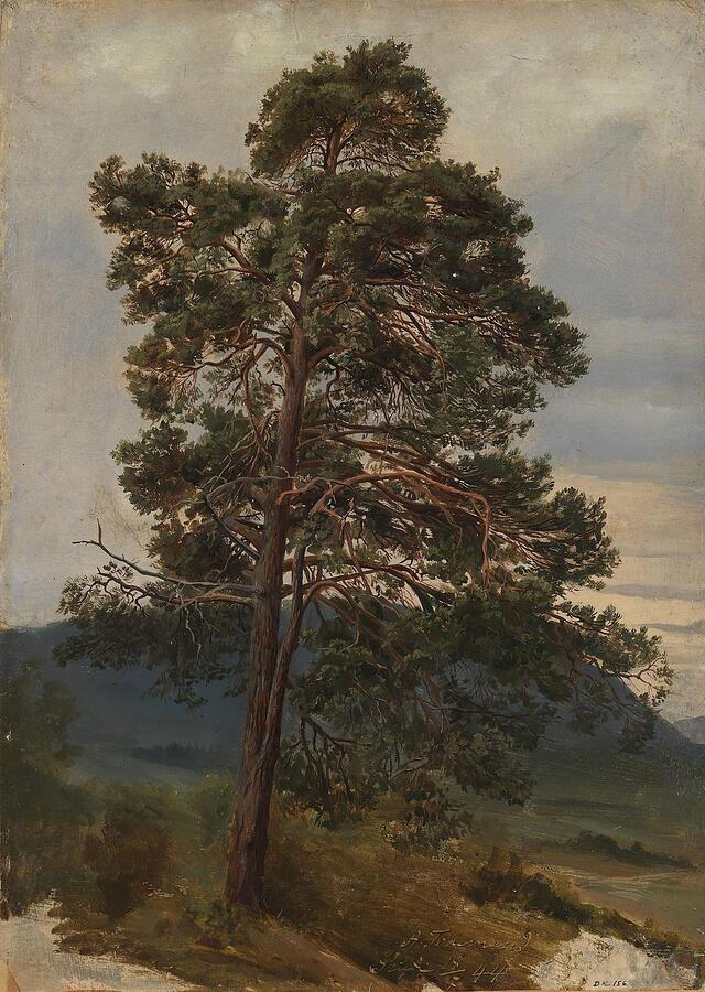 Nature Painting - Study of a Pine Tree  #1 by Adolph Tidemand Norwegian