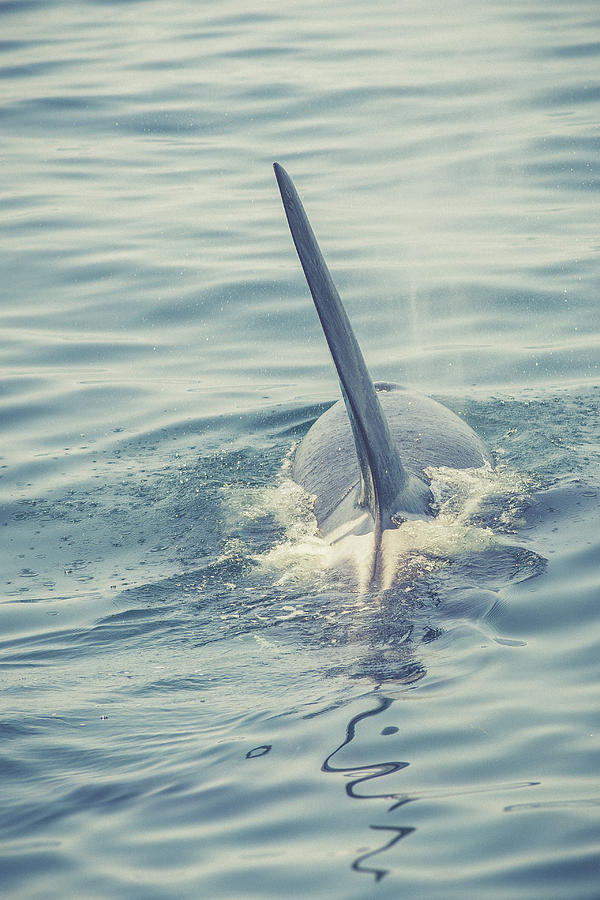 Stylized image of an Orca taking a breath of air #1 Photograph by Kyle Lee