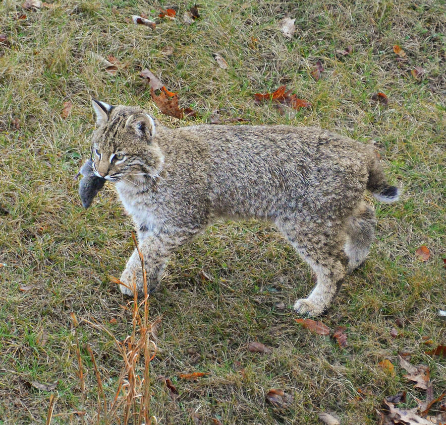 Successful Hunt Photograph by Justin Hoilman - Fine Art America