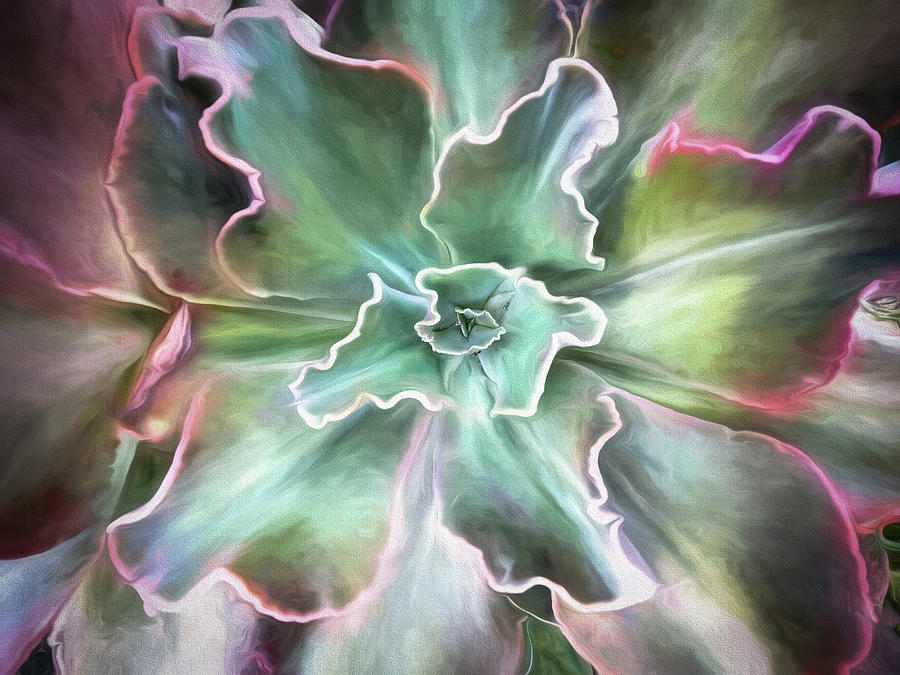 Succulent 2 Photograph by Harry Spitz