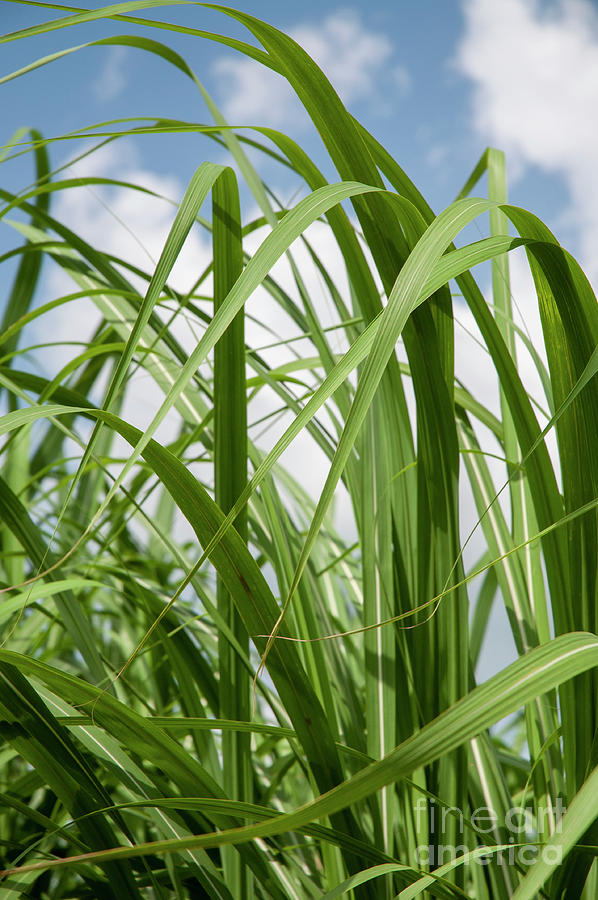 Sugar Cane Leaves Photograph by Ruth H Curtis