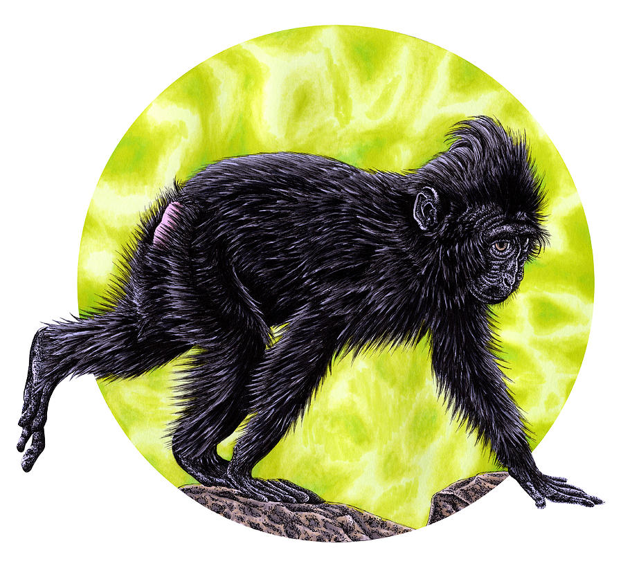 Sulawesi crested macaque baby monkey #1 Drawing by Loren Dowding