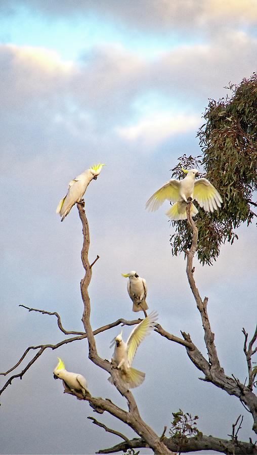 Sulphur Crested Cockatoos #1 Photograph by Steven Ralser