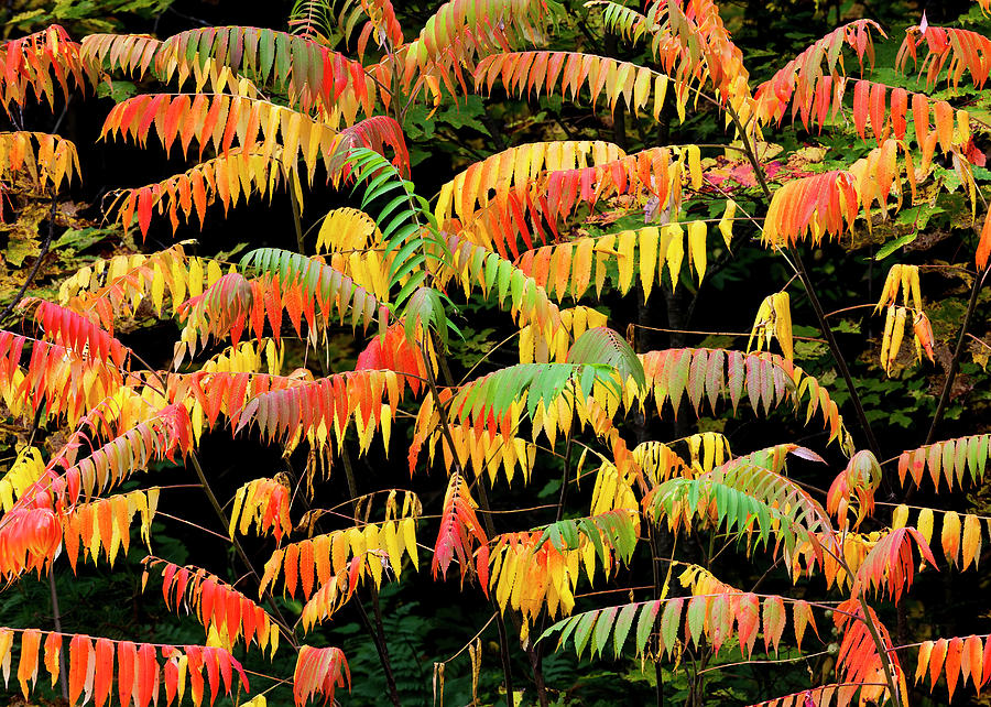Sumac Fall Color 1 Photograph by Alan L Graham Fine Art America