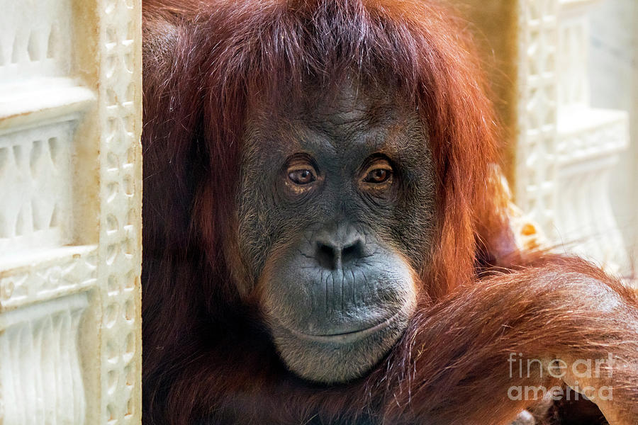 Sumatran Orangutan #1 Photograph by Arterra Picture Library