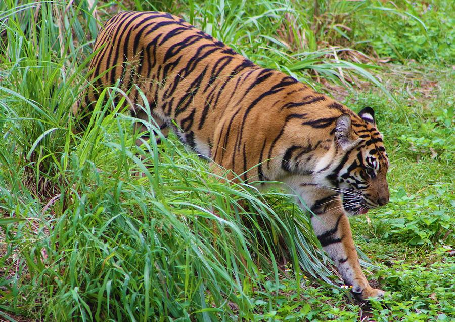 Sumatran Tiger Photograph by Brittney Powers - Fine Art America