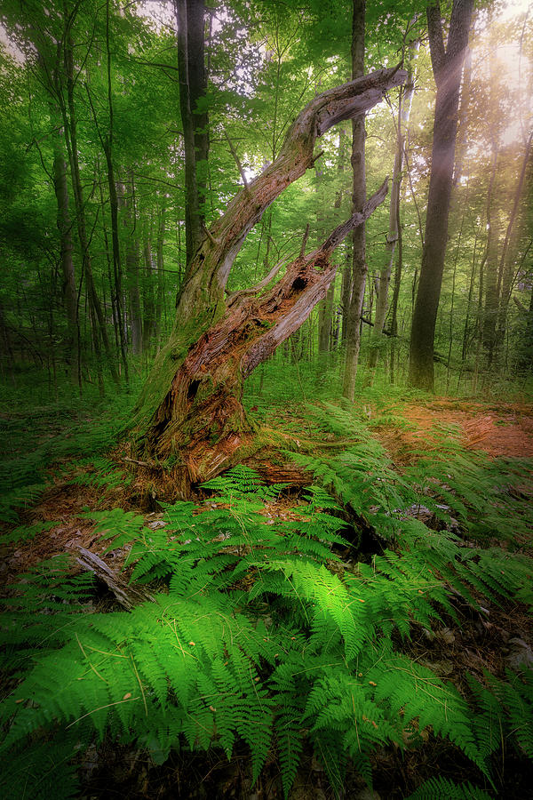 Summer Forest #1 Photograph by Bill Wakeley
