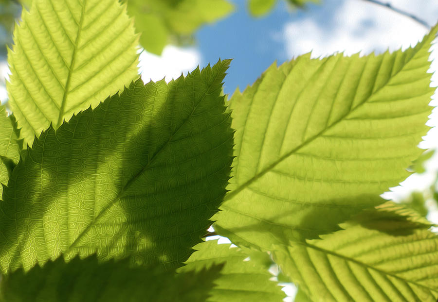 Summer Green Leaves Photograph