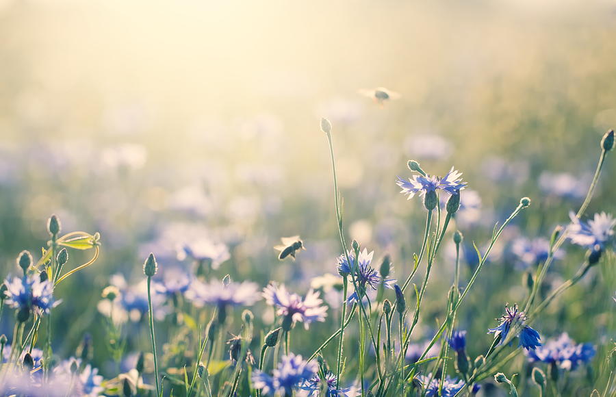 Summer Meadow #1 Photograph by Rike_