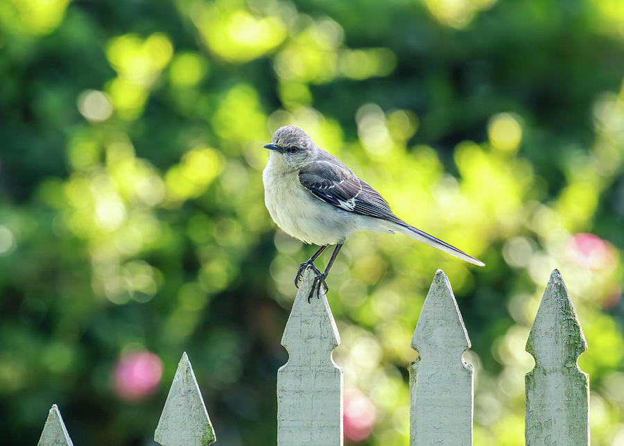 Summer Mockingbird #1 Photograph by Rachel Morrison