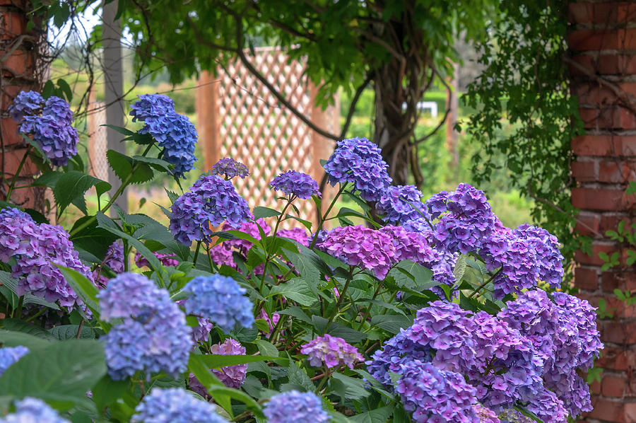 Summer Romantic Gardens #1 Photograph by Jenny Rainbow