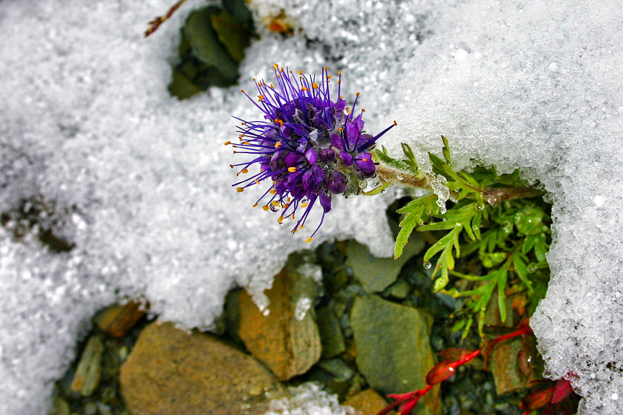 Summer Snow Clover #2 Photograph by Gene Taylor