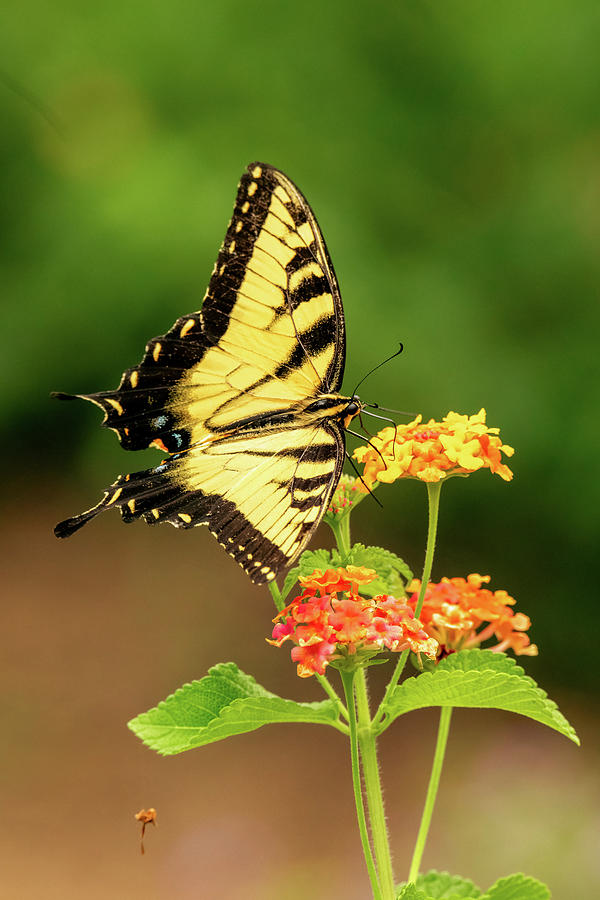 Summer Swallowtail Photograph by Rachel Morrison - Fine Art America