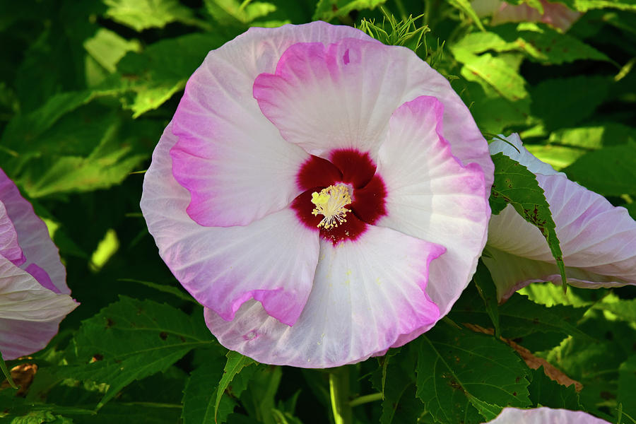 Summerific Hibiscus Photograph by Robert Tubesing - Fine Art America