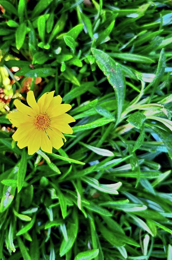 Summers Bloom #1 Photograph by Cherry Vercher