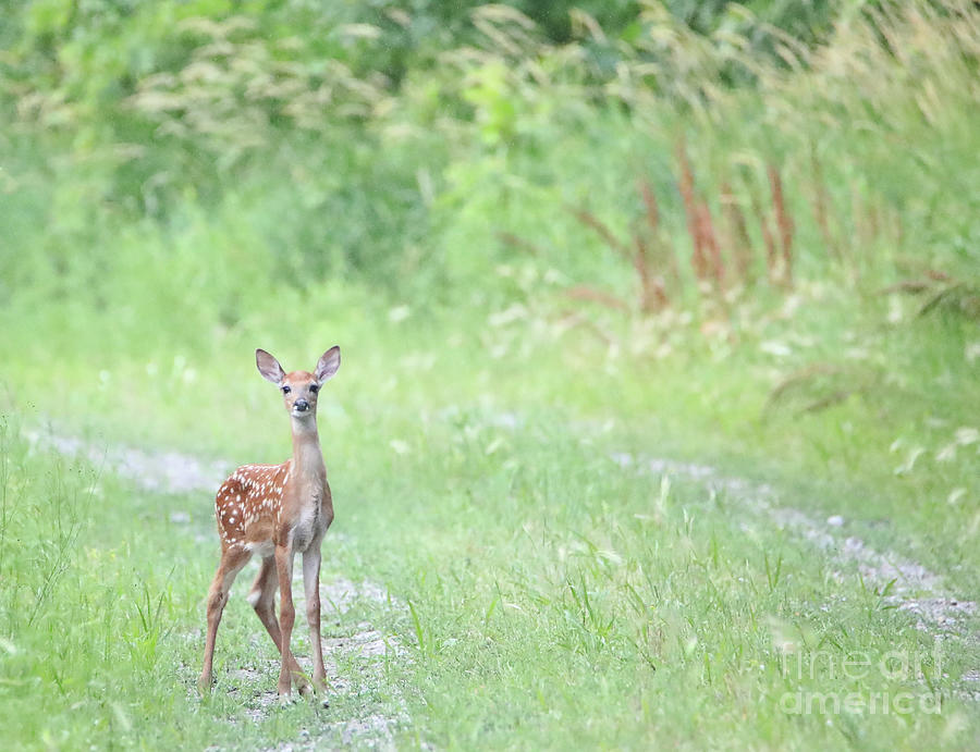 Summers Fawn #2 Photograph by Elizabeth Winter