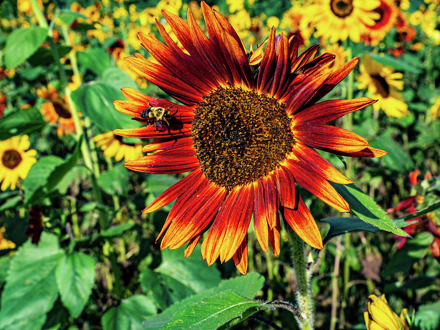 Sun Flowers Photograph by Louis Dallara