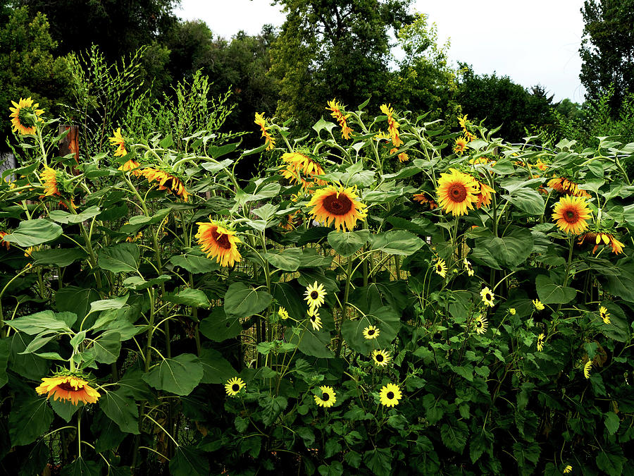 Sun Flowers #1 Photograph by Mark Ivins