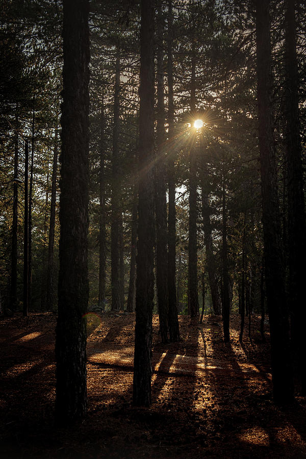 Sunbeams shining through trees #1 Photograph by Michalakis Ppalis