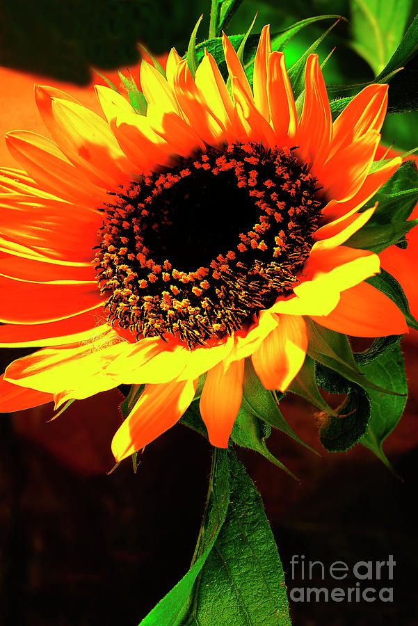 Sunflower # 17. Photograph by Alexander Vinogradov