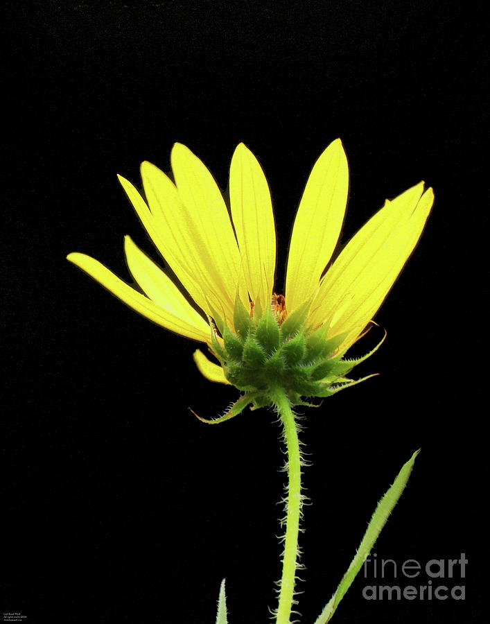 Sunflower 64 #1 Photograph by Lizi Beard-Ward