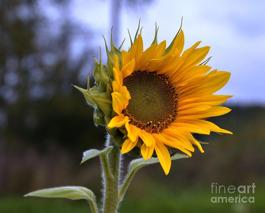 Sunflower 7 Photograph