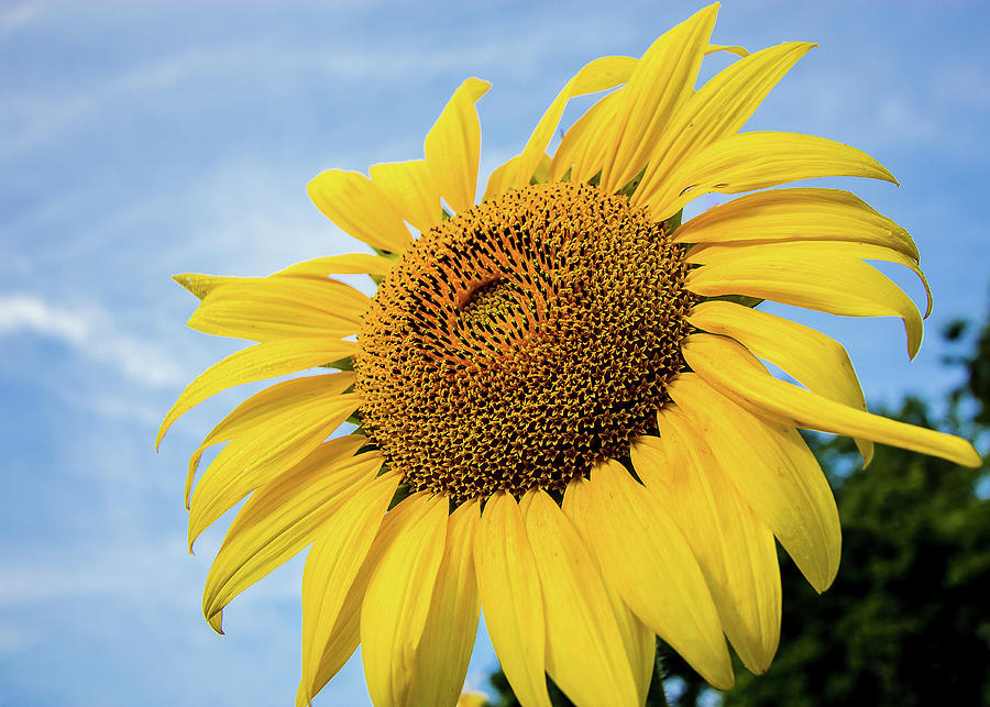 Sunflower against blue sky #1 Photograph by Robert Miller