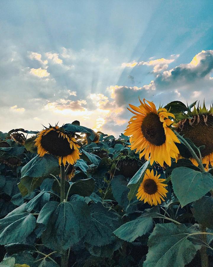 Sunflower Pyrography by Alina Zamnyborshch - Fine Art America