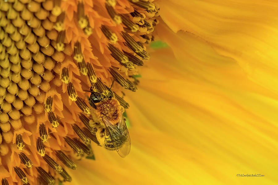 Sunflower Bee #1 Photograph by LeeAnn McLaneGoetz McLaneGoetzStudioLLCcom