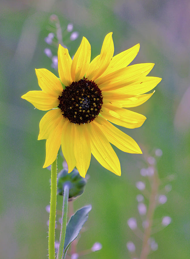 Sunflower #1 Photograph by Bob Falcone
