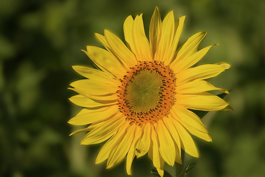 Sunflower #1 Photograph by Cheryl Day