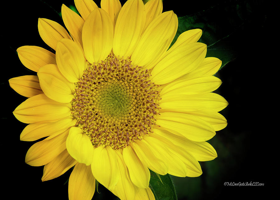 Sunflower Dreams #1 Photograph by LeeAnn McLaneGoetz McLaneGoetzStudioLLCcom