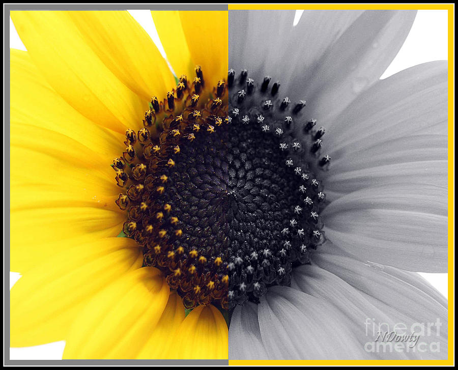 Sunflower Equinox #1 Photograph by Natalie Dowty