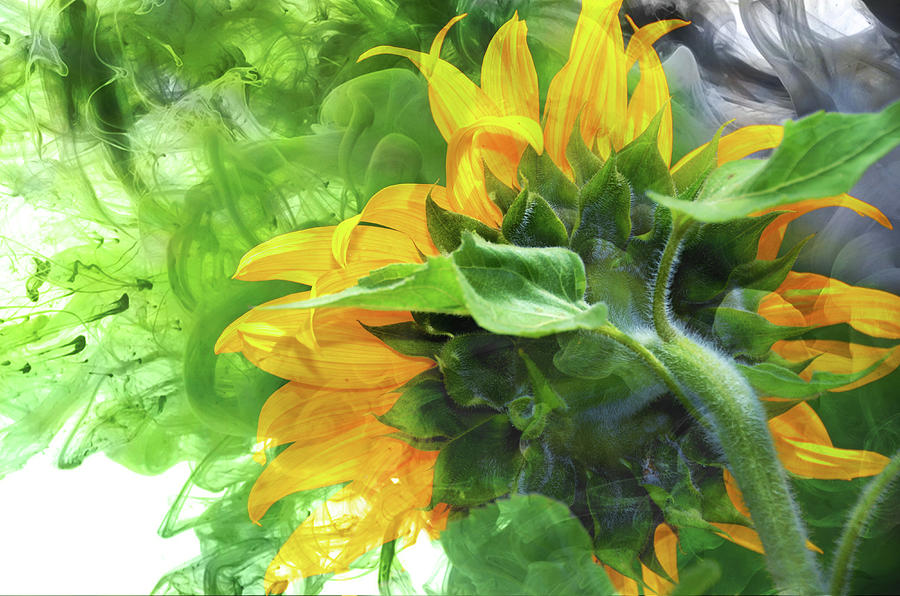 Sunflower Explosion Digital Art by Elaine Berger