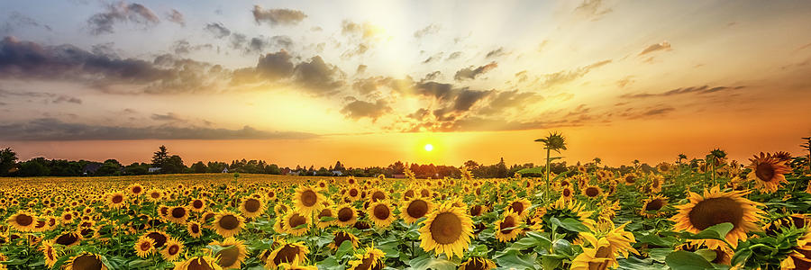 Sunflower Photograph - Sunflower field at sunset - Panoramic View #1 by Melanie Viola