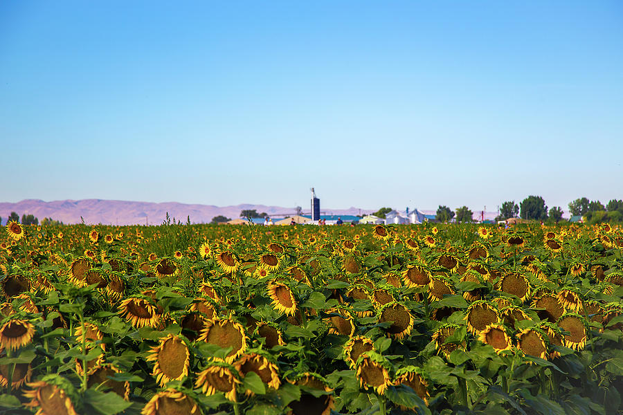Sunflower Field #1 Photograph by Dart Humeston