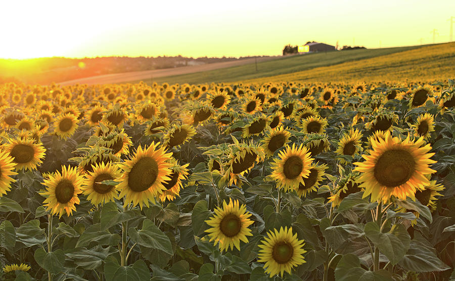 Sunflower field sunset #1 Photograph by Sean Hannon