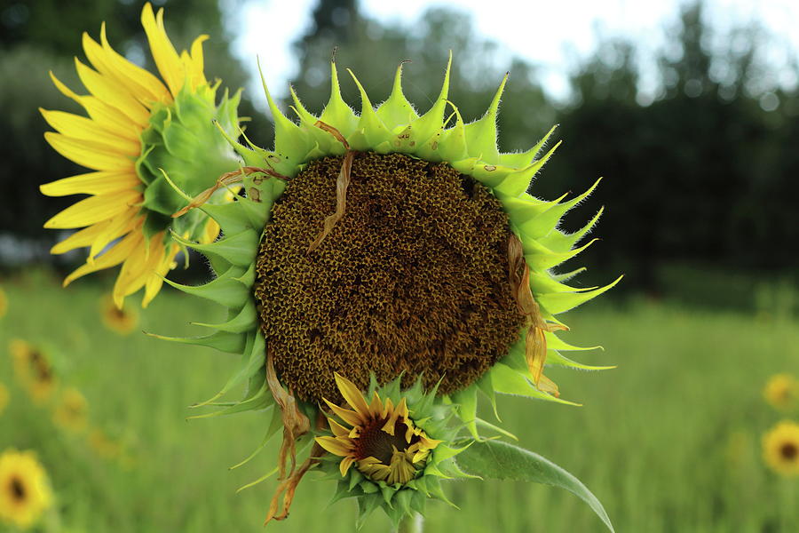 Sunflower #1 Photograph by Gerald Salamone