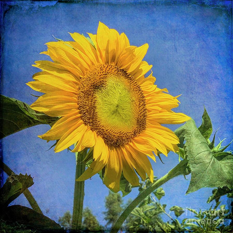 Sunflower Photograph - Sunflower Glory #1 by Luther Fine Art