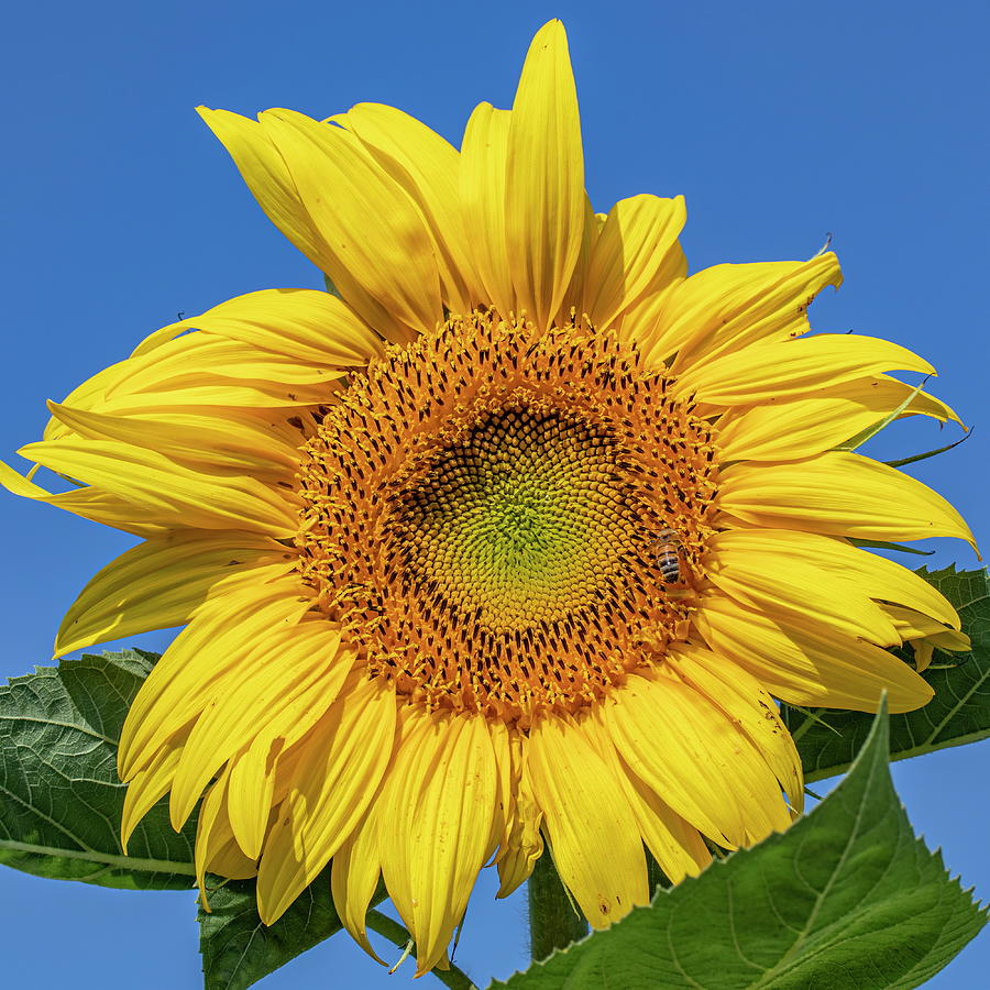 Sunflower #1 Photograph by Harold Rau