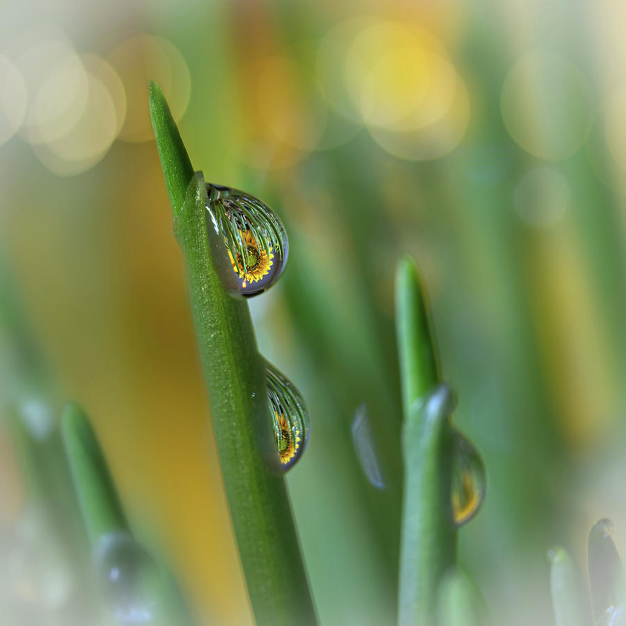 Sunflower In A Water Drop Art Photo Photograph