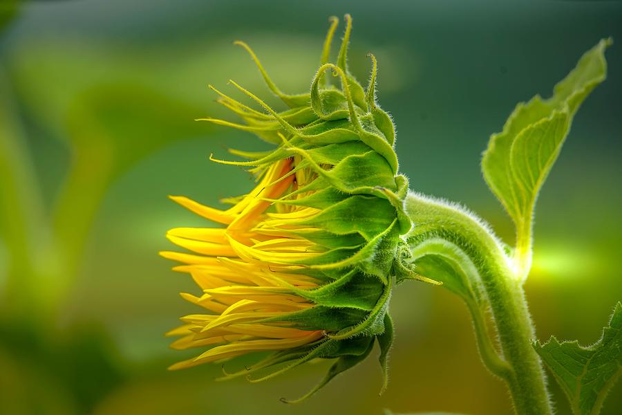 Sunflower in the Light Photograph by Susan Rydberg