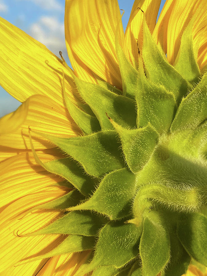 Sunflower in the Sunshine, Conners Amazing Acres, Florida #1 Photograph by Dawna Moore Photography
