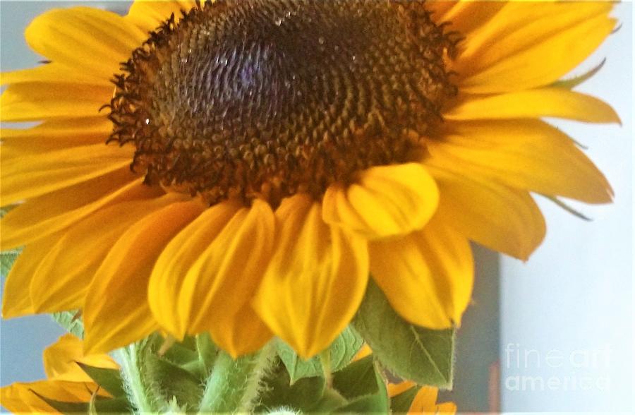 Sunflower #1 Photograph by Jimmy Clark